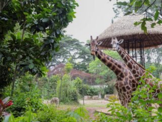 Suasana Kebun Binatang Bandung Kondusif, Satwa Terpantau Aktif