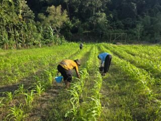 Polres Jayapura Optimalkan Ketahanan Pangan, Laksanakan Pemupukan Tanaman Jagung di Doyo Lama