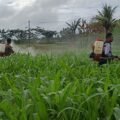 Dukung Ketahanan Pangan, Polsek Kurik Rawat Tanaman Jagung Warga Di Kampung Yogin