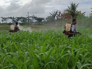 Dukung Ketahanan Pangan, Polsek Kurik Rawat Tanaman Jagung Warga Di Kampung Yogin
