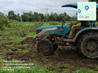 Dukung Ketahanan Pangan, Polsek Kurik Manfaatkan Lahan Produktif untuk Penanaman Jagung dan Rumput Gajah 