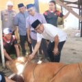 Polda Papua Salurkan Hewan Kurban Idul Adha 1447 H, Wujudkan Kepedulian dan Semangat Berbagi