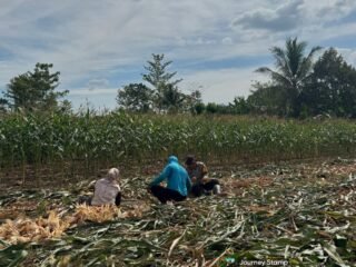 Wujud Nyata Dukung Ketahanan Pangan, Bhabinkamtibmas Banjar Ausoy Turun Langsung Bantu Warga Panen Jagung